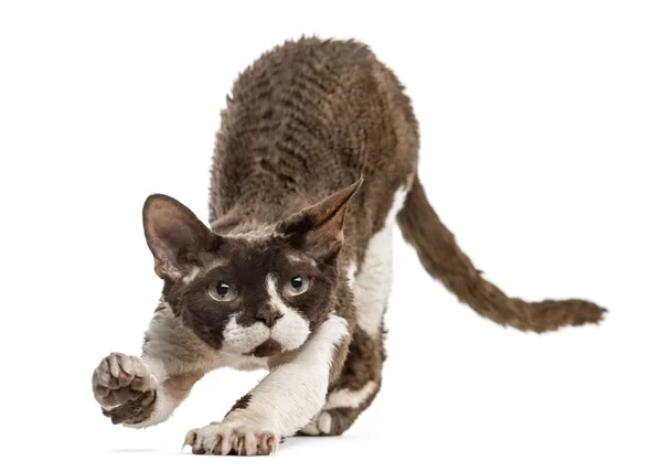 Vooraanzicht van een Devon rex uitrekken geïsoleerd op wit — Stockfoto