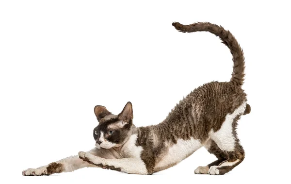 Vooraanzicht van een Devon rex uitrekken geïsoleerd op wit — Stockfoto