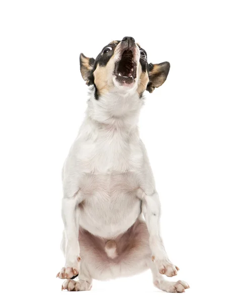 Chihuahua latido para a câmera, 2,5 anos, isolado em branco — Fotografia de Stock