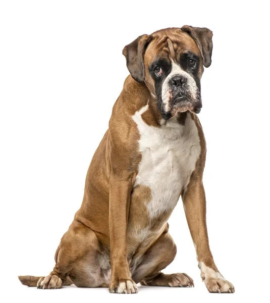 Boxer, 4 år gammal, sitter på vit bakgrund — Stockfoto