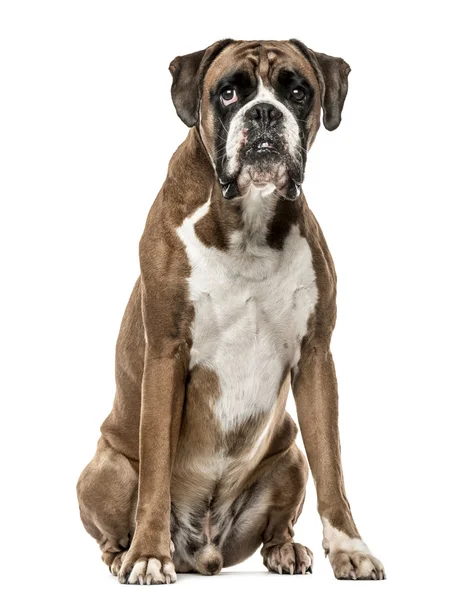 Boxer, 4 år gammal, sitter på vit bakgrund — Stockfoto