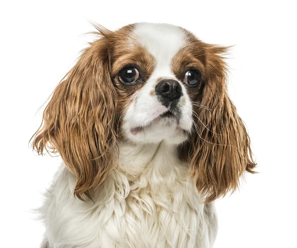 Close-up of Cavalier King Charles Spaniel, isolated on white — Stock Photo, Image