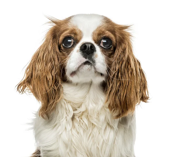 Close-up of Cavalier King Charles Spaniel, isolated on white — Stock Photo, Image