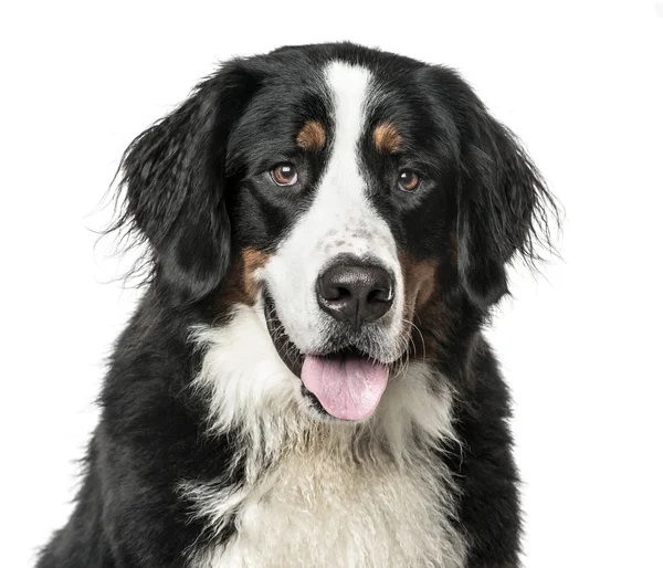 Nahaufnahme eines keuchenden Berner Sennenhundes, isoliert auf weißem Grund — Stockfoto