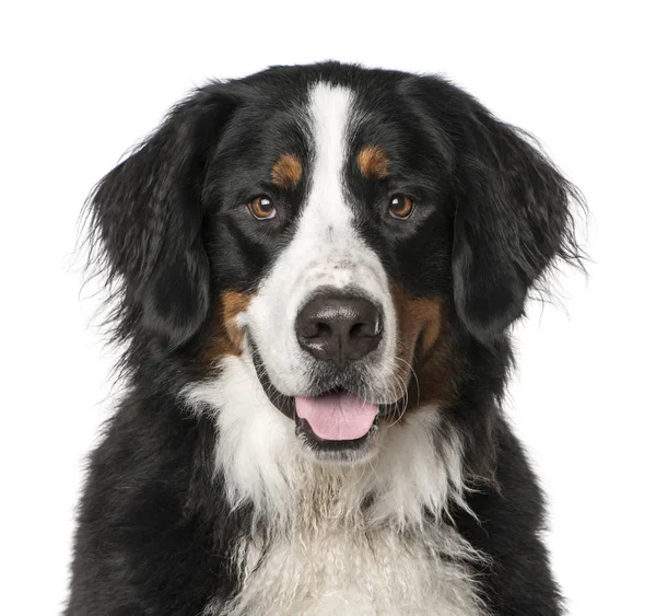 Close-up of Bernese Mountain Dog panting, isolated on white — Stock Photo, Image