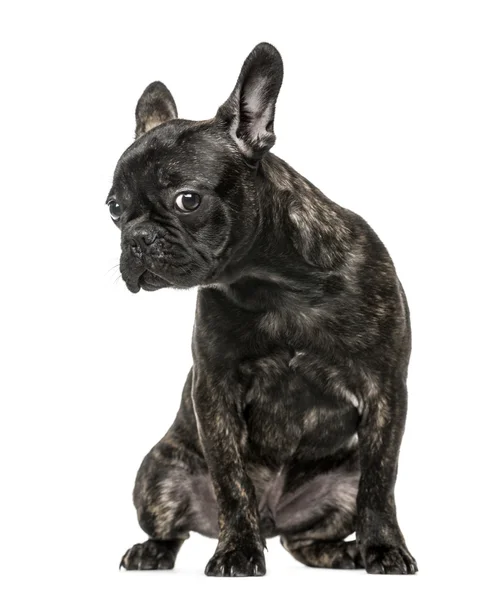 Französische Bulldogge Welpe sitzt und schaut in die Kamera — Stockfoto