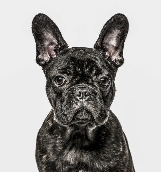 Close-up de Bulldog Cachorro francês, isolado em branco — Fotografia de Stock