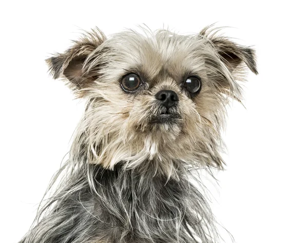 Close-up de Cross-breed cão, 18 meses, isolado em branco — Fotografia de Stock