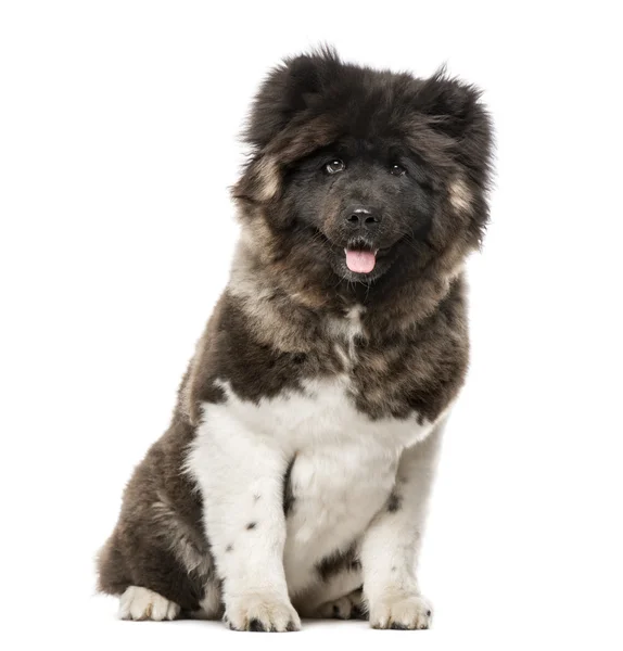 American Akita seduta, 7 mesi, isolata su bianco — Foto Stock