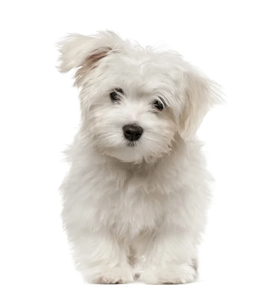 Cucciolo maltese guardando la fotocamera, isolato su bianco — Foto Stock