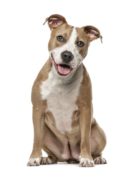 American Staffordshire Terrier sentado, aislado en blanco — Foto de Stock