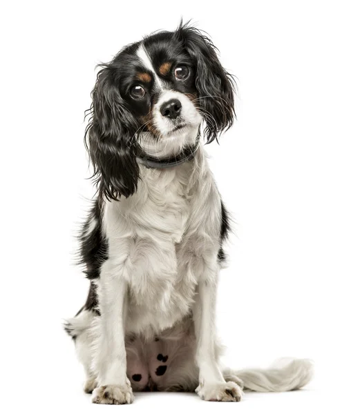 Cavaleiro Rei Charles Spaniel sentado, isolado em branco — Fotografia de Stock