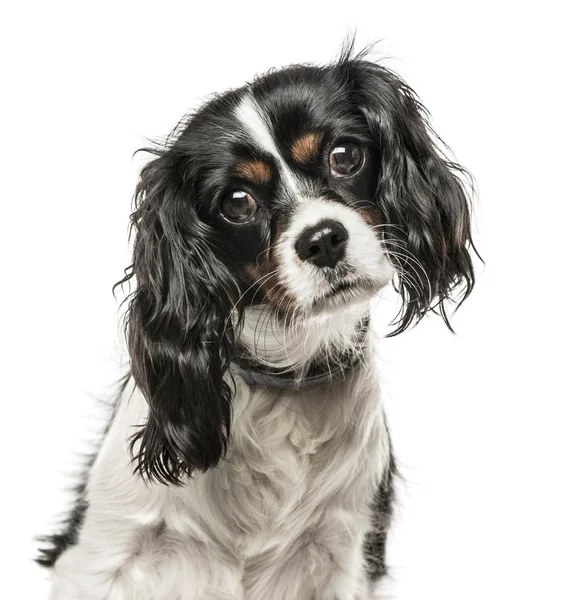 Cavalier King Charles Spaniel tilting head and looking at camera — Stock Photo, Image