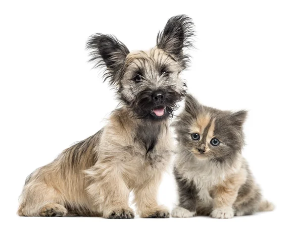 Skye Terrier und europäisches Kurzhaar isoliert auf weiß — Stockfoto