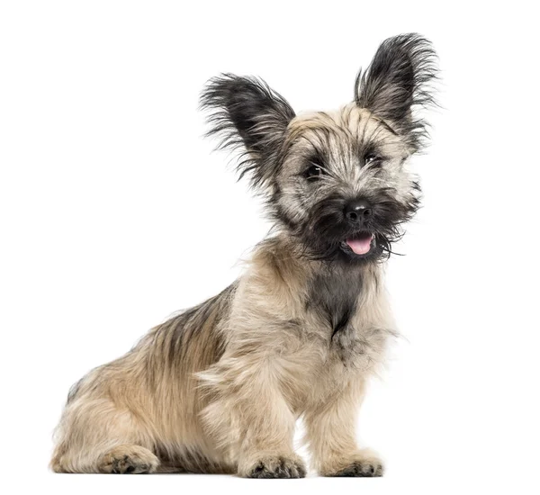 Skye Terrier pies siedzi na białym tle — Zdjęcie stockowe