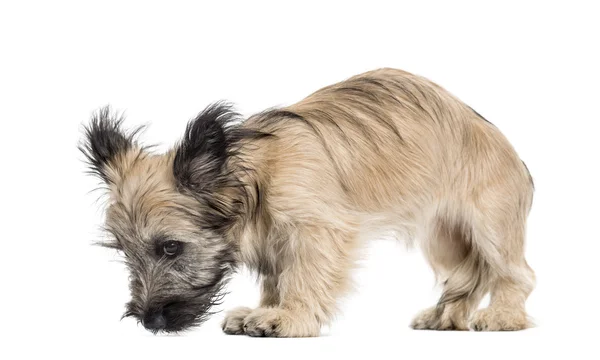 Skye Terrier σκυλί, κοιτάζοντας προς τα κάτω απομονωθεί σε λευκό — Φωτογραφία Αρχείου