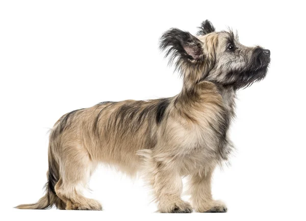 Skye Terrier dog looking up isolated on white — Stock Photo, Image