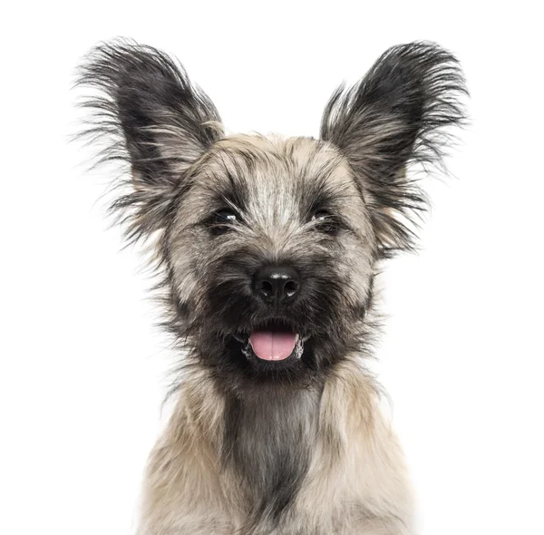 Nahaufnahme eines Skye-Terrier-Hundes isoliert auf weißem Grund — Stockfoto