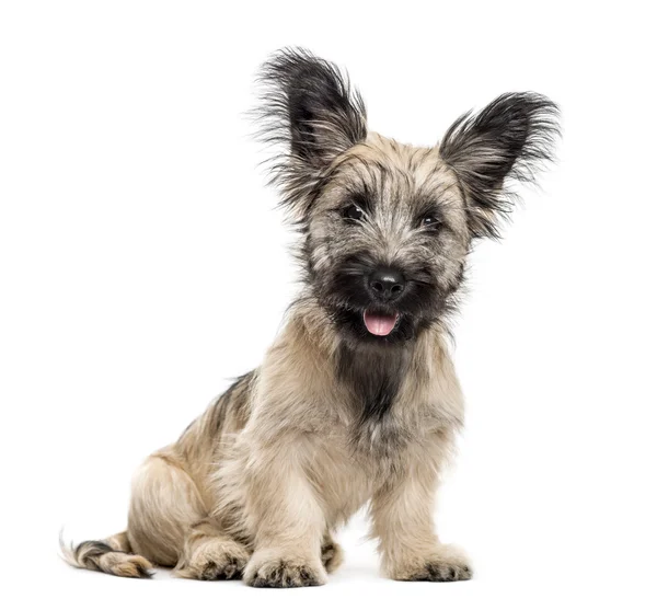 Skye Terrier cão sentado isolado no branco — Fotografia de Stock