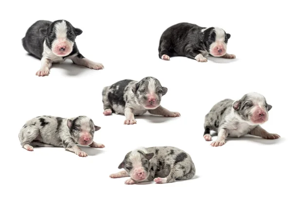 Grupo de cachorros cruzados aislados en blanco — Foto de Stock