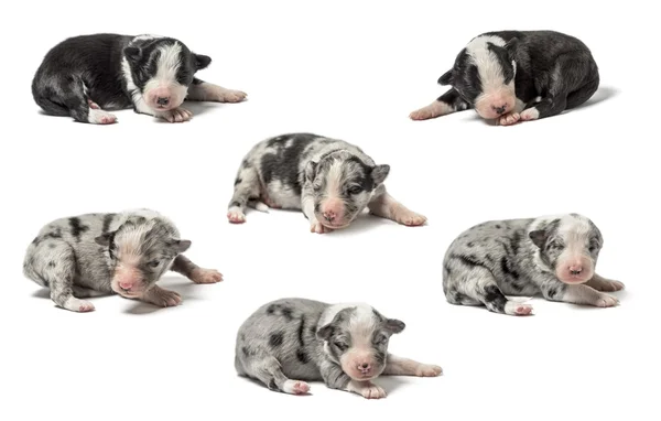 Groep van kruising Puppies geïsoleerd op wit — Stockfoto