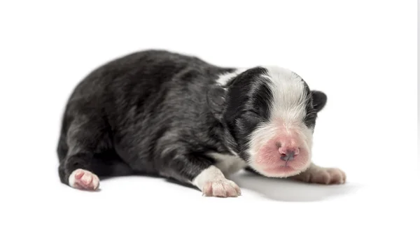 3 dias de idade cachorro mestiço isolado no branco — Fotografia de Stock