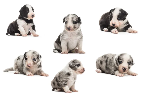 Groep van kruising Puppies geïsoleerd op wit — Stockfoto