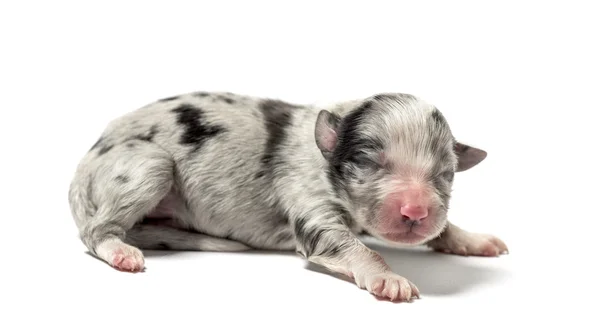 3 giorni vecchio incrocio cucciolo isolato su bianco — Foto Stock