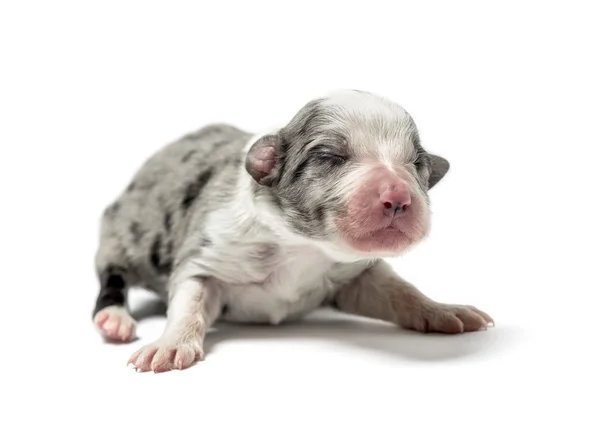 3 days old crossbreed puppy isolated on white — Stock Photo, Image