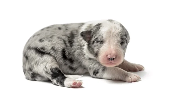 3 gün eski azman köpek yavrusu üzerinde beyaz izole — Stok fotoğraf