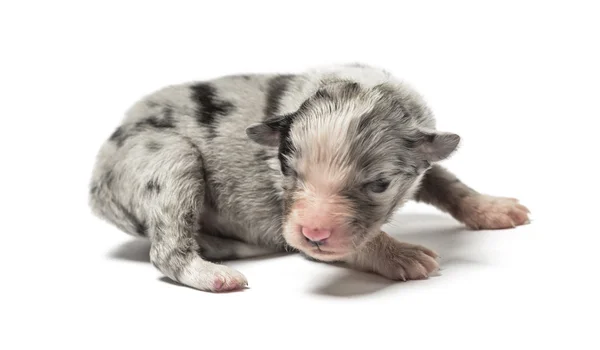 3 dias de idade cachorro mestiço isolado no branco — Fotografia de Stock