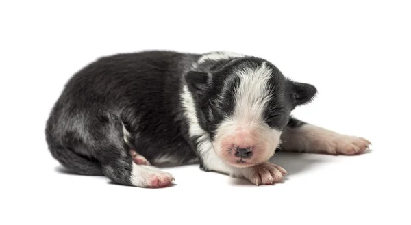 Chiot croisé de 3 jours isolé sur blanc — Photo