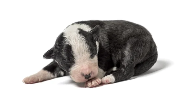 3 dias de idade cachorro mestiço isolado no branco — Fotografia de Stock