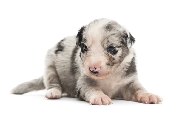 21 giorni vecchio incrocio cucciolo isolato su bianco — Foto Stock