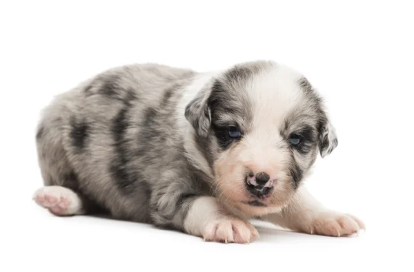 21 giorni vecchio incrocio cucciolo isolato su bianco — Foto Stock