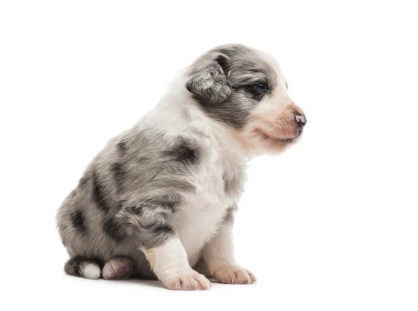 21 일 강아지 앉아 흰색 절연 제거 — 스톡 사진