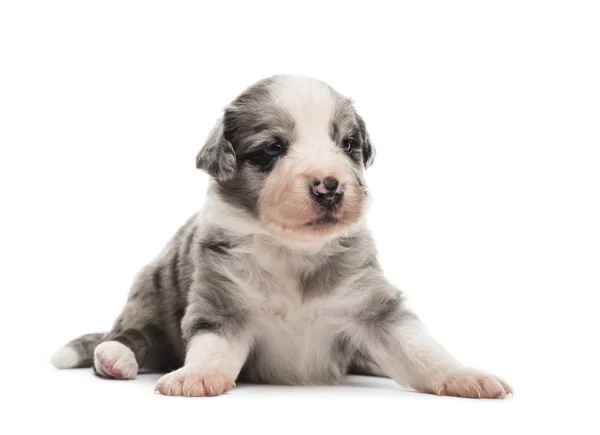 21 days old crossbreed puppy lying down isolated on white — Stock Photo, Image