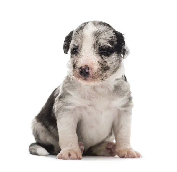 21 days old crossbreed puppy sitting isolated on white — Stock Photo, Image