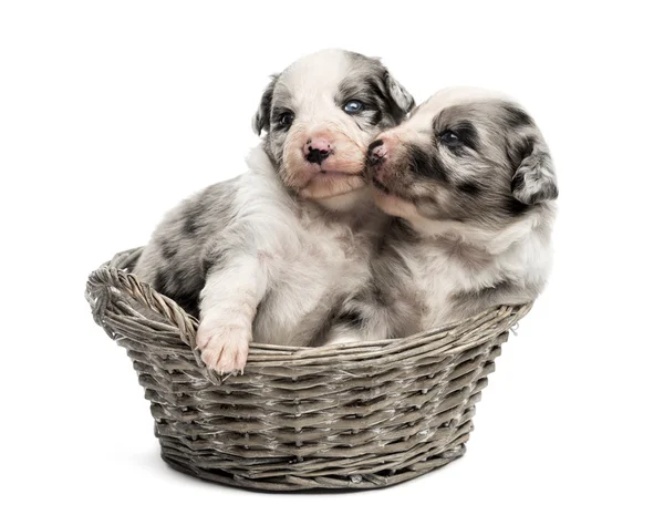 Two 21 day old crossbreed puppies playing in a basket — Stock Photo, Image