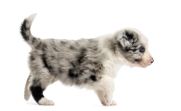 Vue latérale d'un chiot croisé marchant isolé sur blanc — Photo