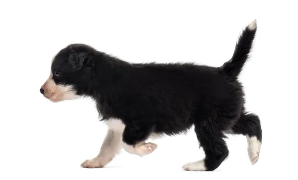 Seitenansicht eines Mischlingshundes, der isoliert auf weißem Grund läuft — Stockfoto