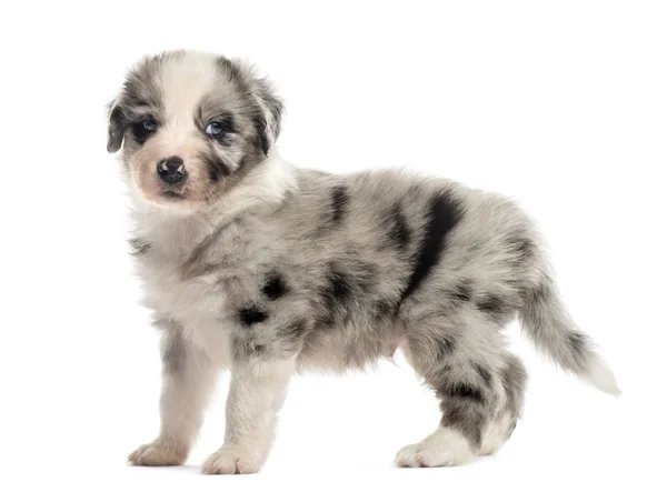 Vista lateral de um filhote de cachorro mestiço isolado em branco — Fotografia de Stock