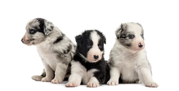 Groep van pups zitten geïsoleerd op wit — Stockfoto