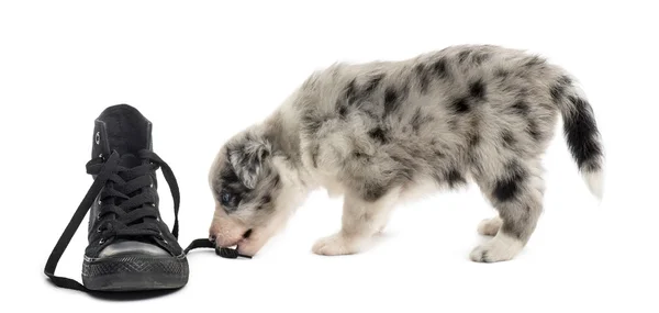 Cachorro cruzado brincando com um sapato isolado no branco — Fotografia de Stock