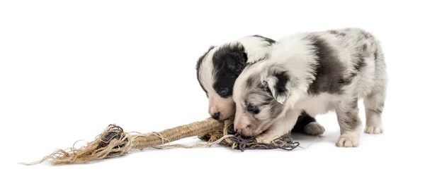 Crossbreed cachorros jugando con una cuerda aislada en blanco — Foto de Stock