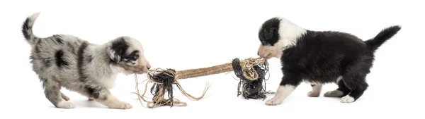 Δύο crossbreed κουτάβια παίζουν με ένα σχοινί που απομονώνονται σε λευκό — Φωτογραφία Αρχείου