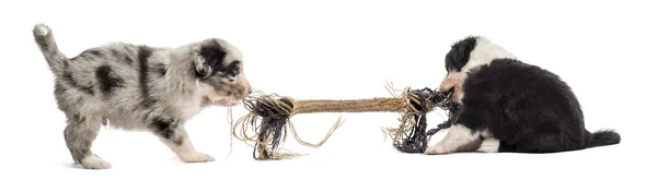 Dois cachorros mestiços brincando com uma corda isolada em branco — Fotografia de Stock