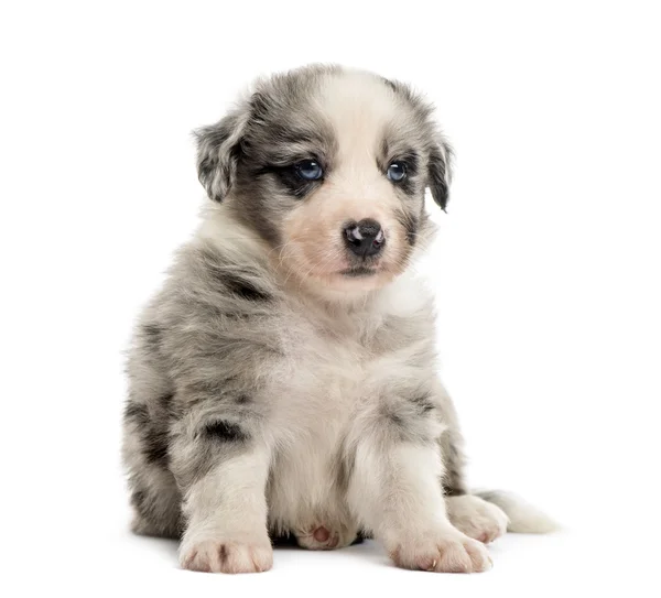 Oturan bir azman köpek yavrusu üzerinde beyaz izole önden görünümü — Stok fotoğraf