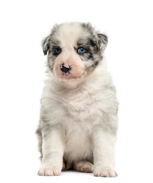 Front view of a crossbreed puppy sitting isolated on white — Stock Photo, Image