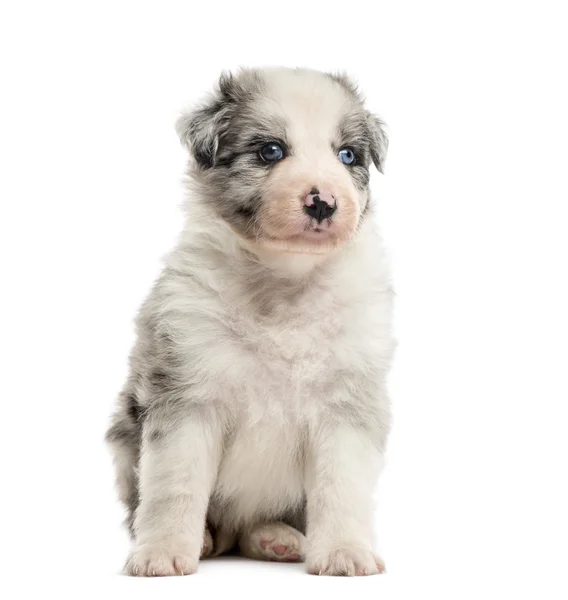 Vista frontale di un cucciolo incrocio seduto isolato su bianco — Foto Stock